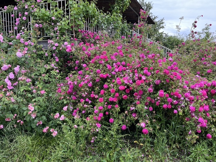 Collection et pépinière de roses au sein d&rsquo;un verger conservatoire, Roseraie des Pommiers, Ruoms