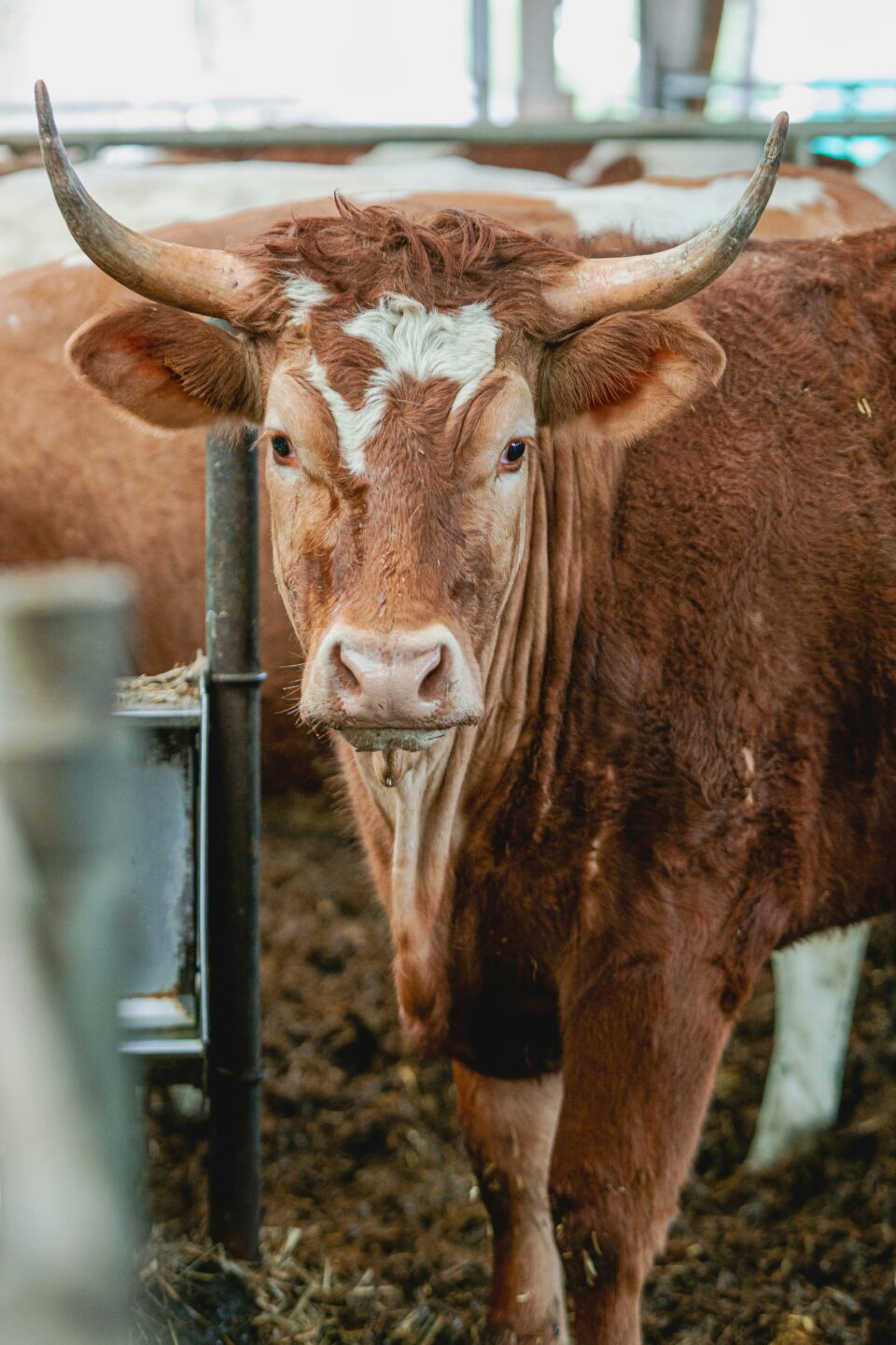 Comice agricole Tudeils