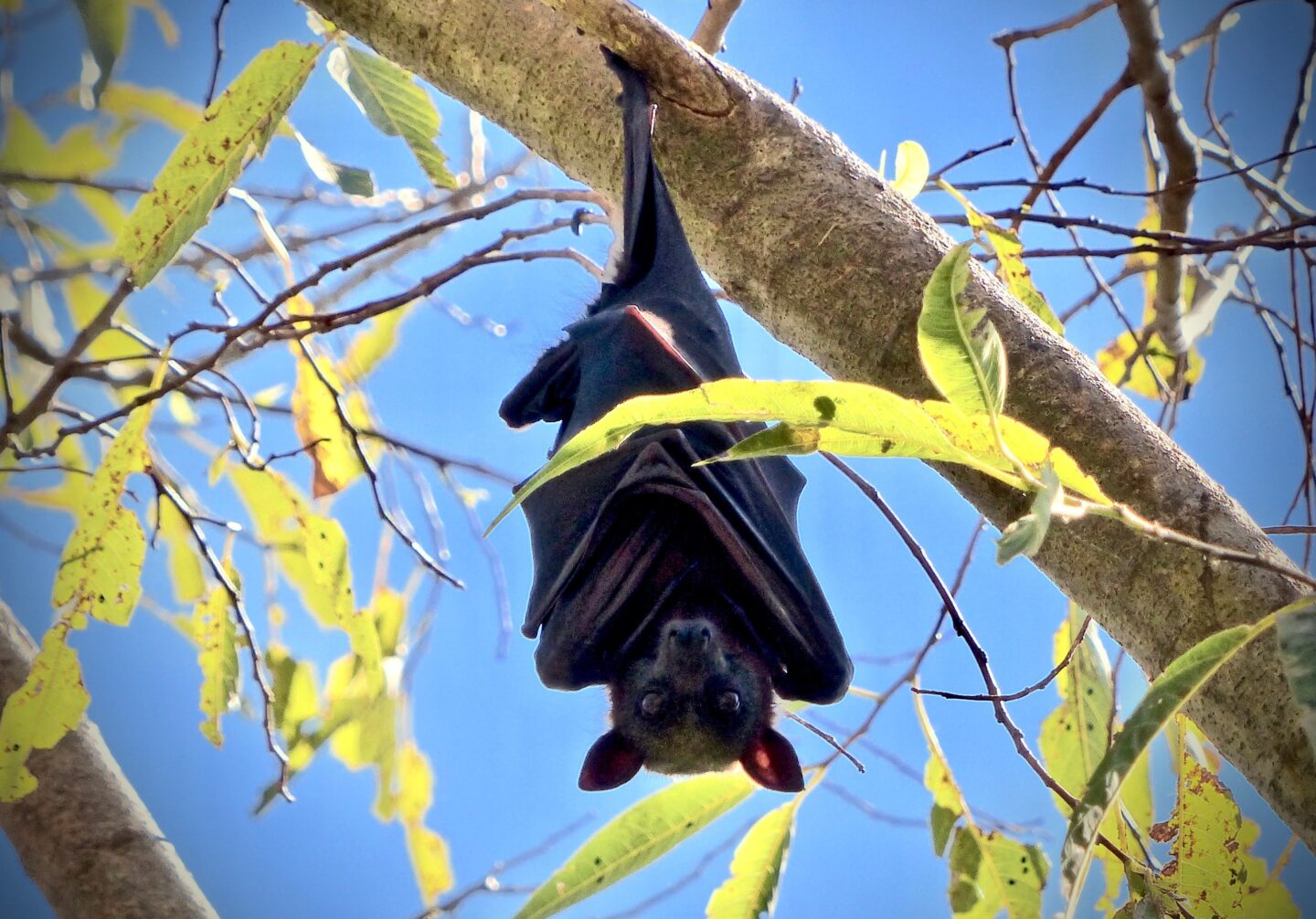 Conférence et sortie, chauves-souris au Foyer Rural Salle des fêtes Saint-Léonard-de-Noblat