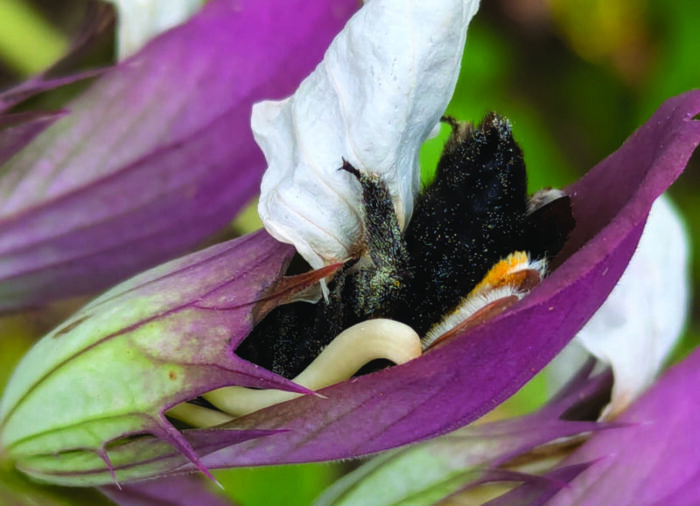 CONFERENCE – La vie amoureuse des plantes Amphithéatre du Campus the Land Rennes
