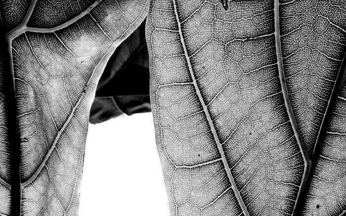 Conférence « L&rsquo;Herbarium – l&rsquo;intemporel présent », Château de la Neuenbourg, Guebwiller