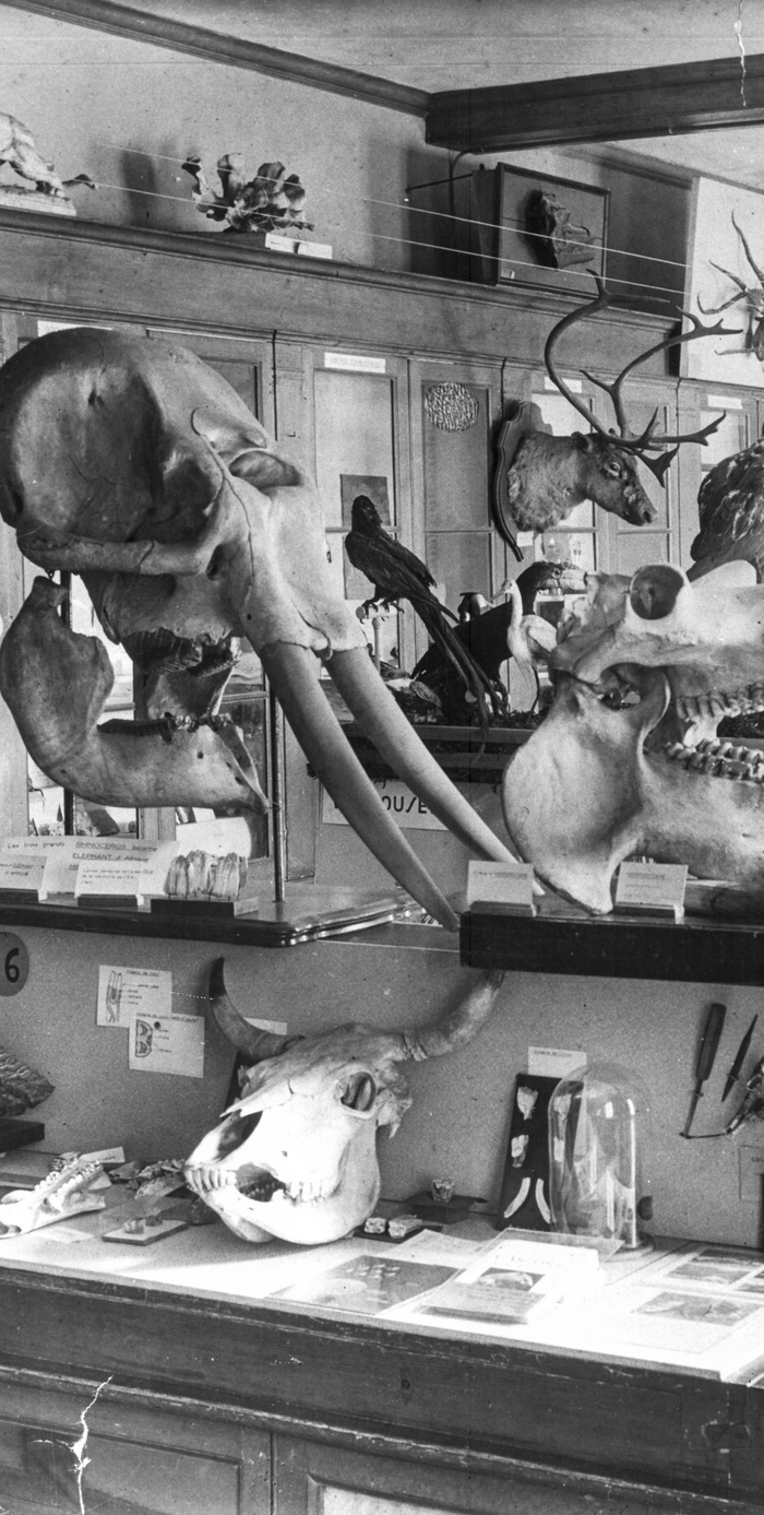 CONFÉRENCE « Mercredi curieux » : Des expéditions aux collections, Muséum d’Orléans pour la Biodiversité et l’Environnement (MOBE), Orléans