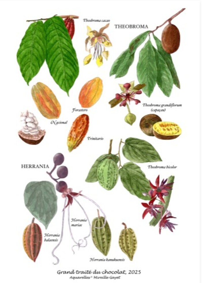 Conférence Mireille Gayet sur le chocolat, Jardin du Vent, Notre-Dame-de-Monts