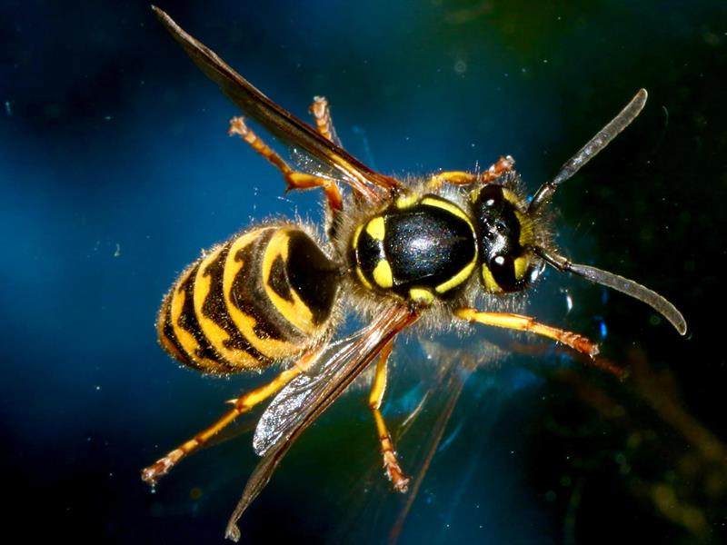 Conférence sur le frelon asiatique  Freyming-Merlebach