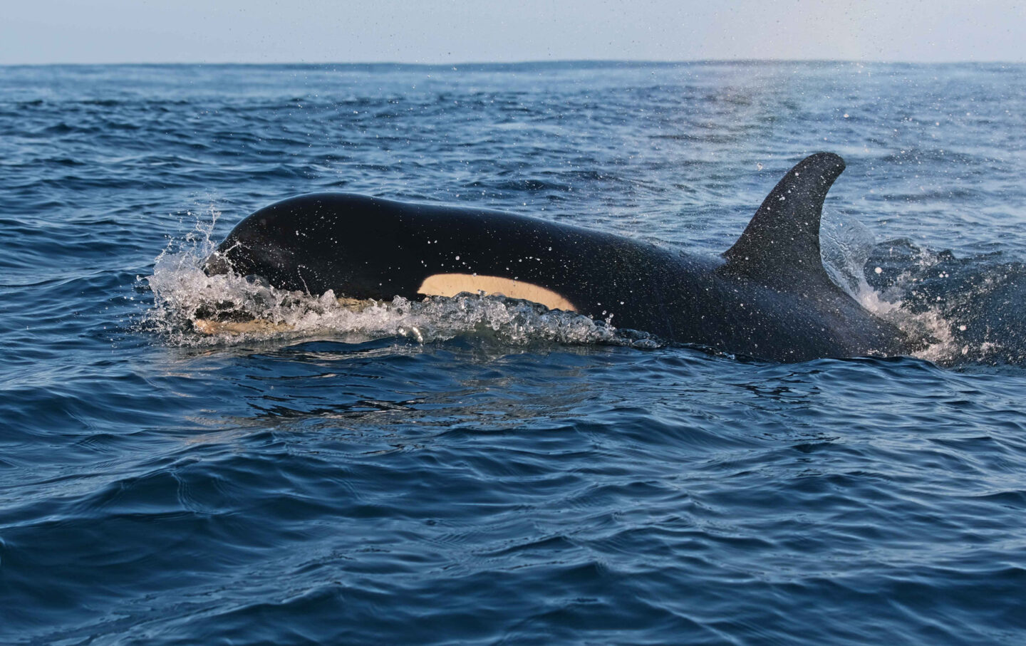 Conférence sur le Gouf et le fonctionnement de son écosystème 297 avenue de l'Adour Anglet 2026-06-13