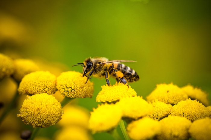 Conférence sur les abeilles Salle Renée Losq Sainte-Luce-sur-Loire