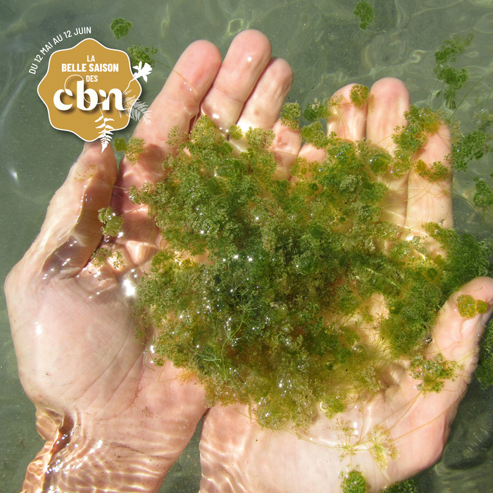 Connaître et reconnaître les Characées – Rhône, Îloz, Meyzieu