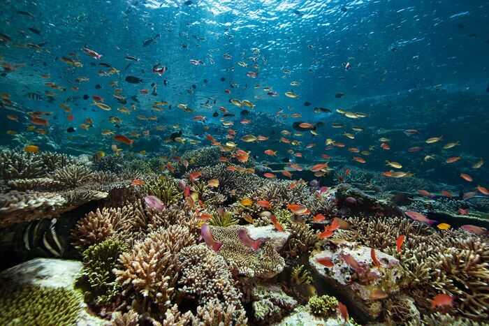 Corail Renaissance Muséum Henri-Lecoq Clermont-Ferrand