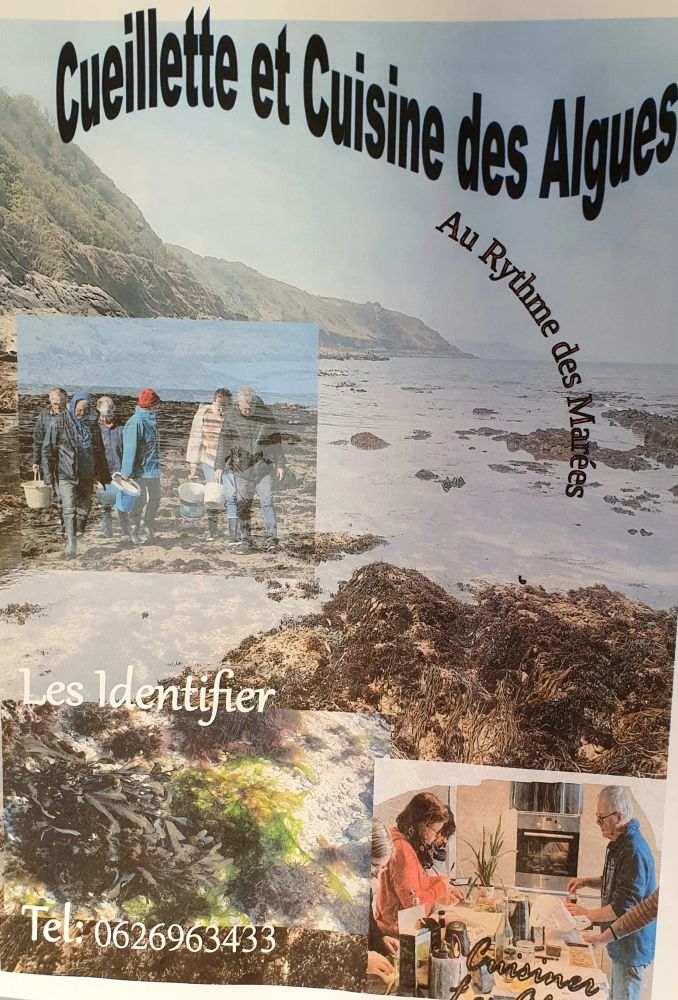 Cueillette, cuisine et dégustation des algues  La Hague