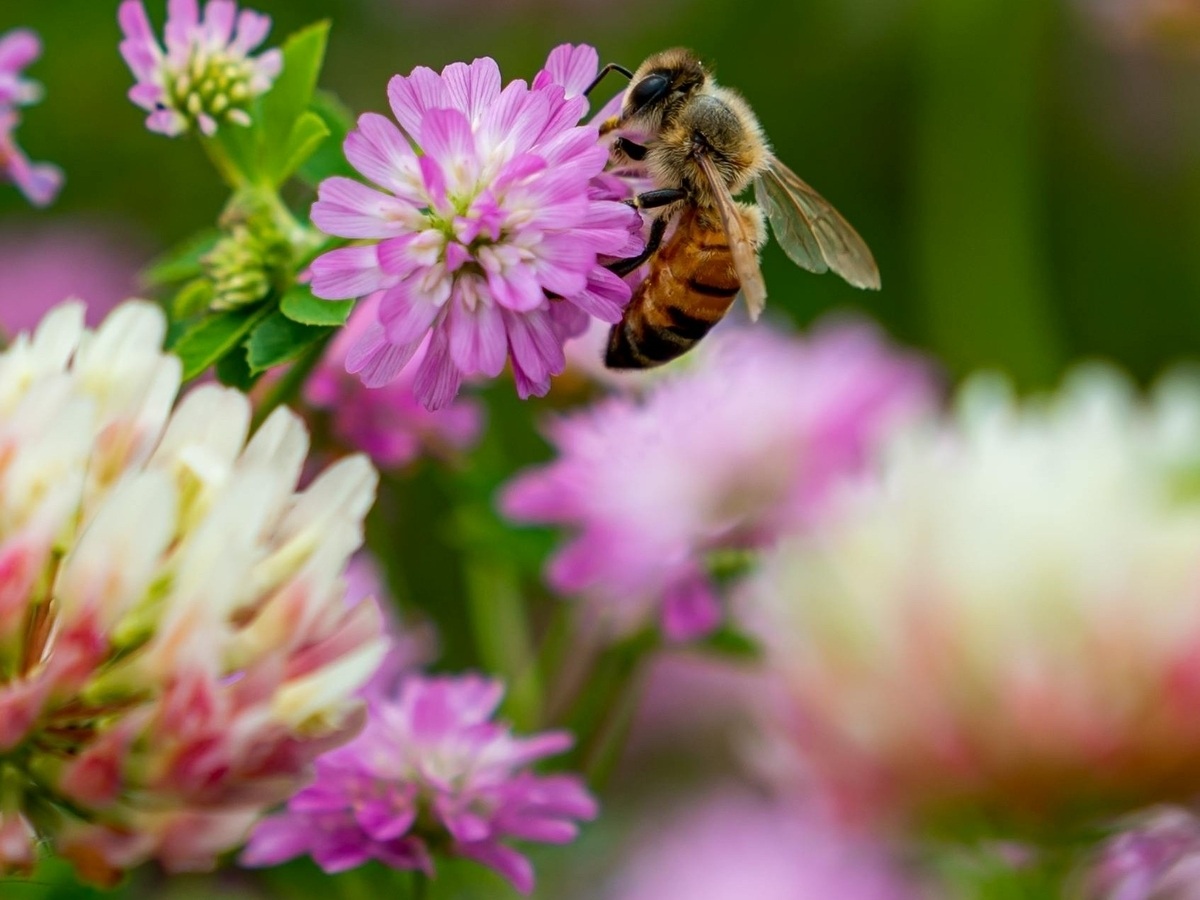 Cueillette, cuisine sauvage et jeux de groupe La Ferme d&rsquo;Etiennette Gavray-sur-Sienne