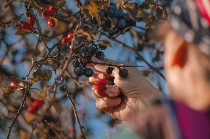 Cueillette et cuisine, Bibliothèque de la Grand&rsquo;Mare, Rouen