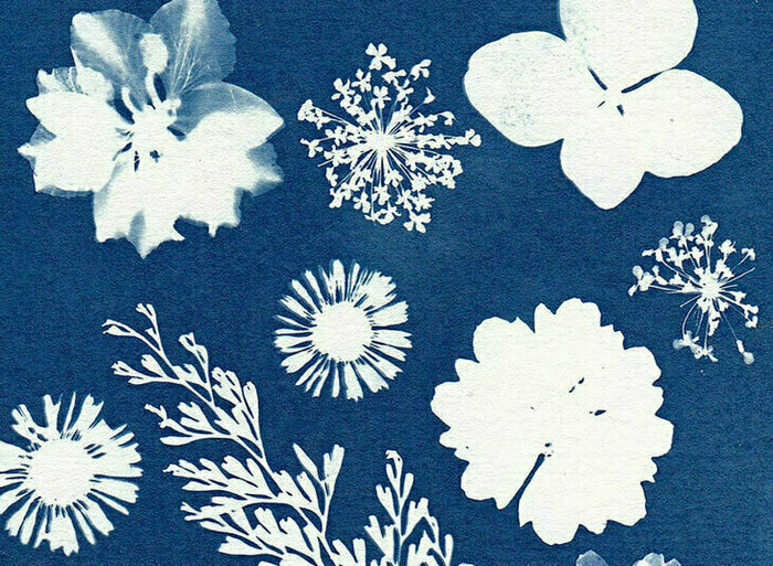 Cyanotype: du numérique à l’analogique Médiathèque Empalot Toulouse