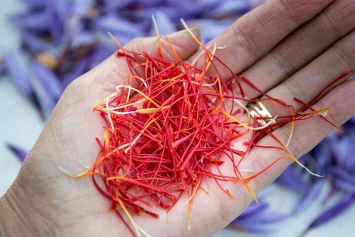 Cynafel – Prince du Safran, Cynfael le prince du Safran,