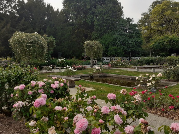 Danses des roses autour des cascades, Parc Laplagne et sa Roseraie historique des Vazeix (site du lycée agricole), Verneuil-sur-Vienne