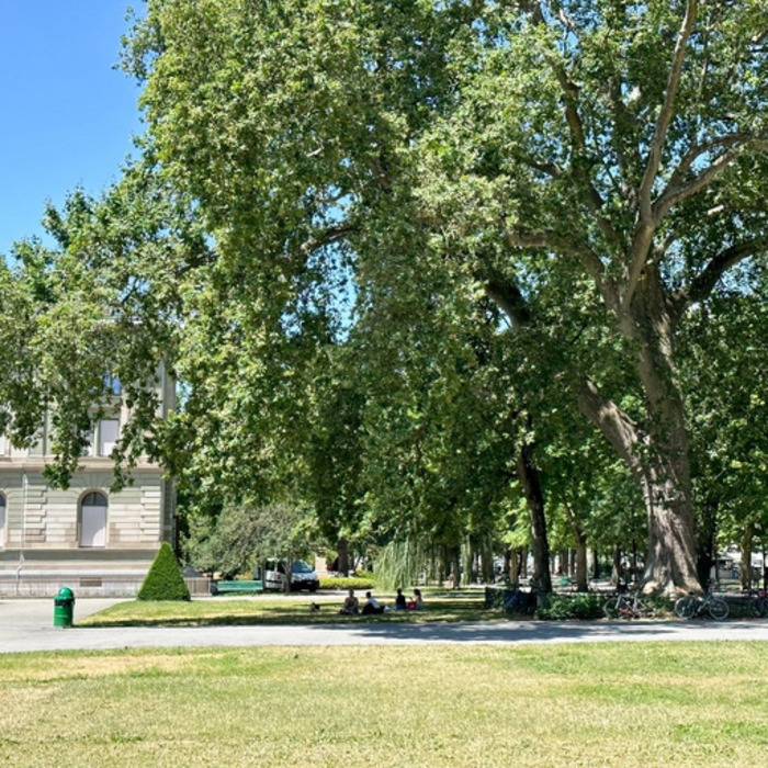D’arbre en arbre, Bibliothèque de la Cité, Genève