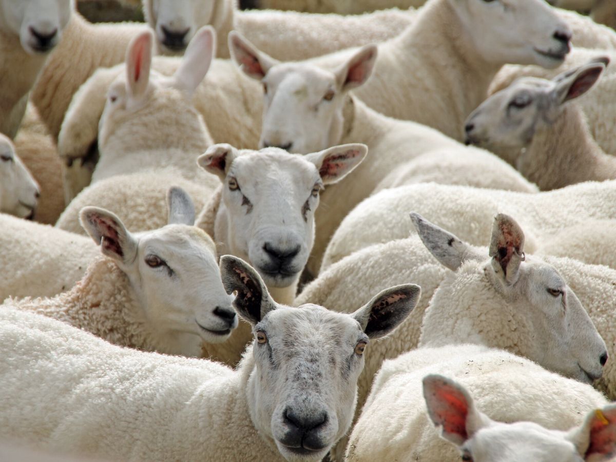 DE FERME EN FERME PIÈGE, LAURAGAIS, RAZÈS  Fanjeaux