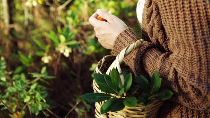 De la cueillette à l’assiette : cuisine durable et sauvage avec Nos Deux Mains, Maison écocitoyenne, Bordeaux
