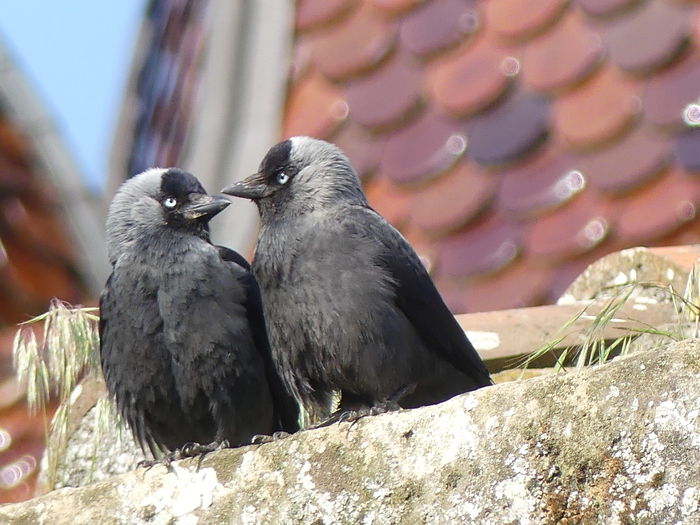 Découverte de la biodiversité : faune et flore sur les sentiers du Bourg. Jardin médiéval du musée de Saint-Antoine-l’Abbaye