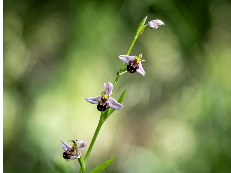 Découverte de la faune et de la flore Lac de la Prade Bazas 2026-05-13