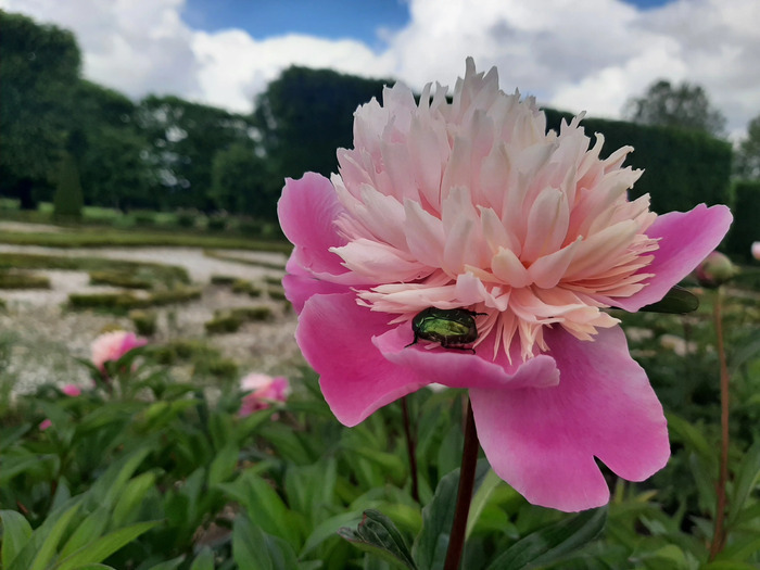 Découverte de la faune sauvage du parc, Château et parc de Champs-sur-Marne, Champs-sur-Marne