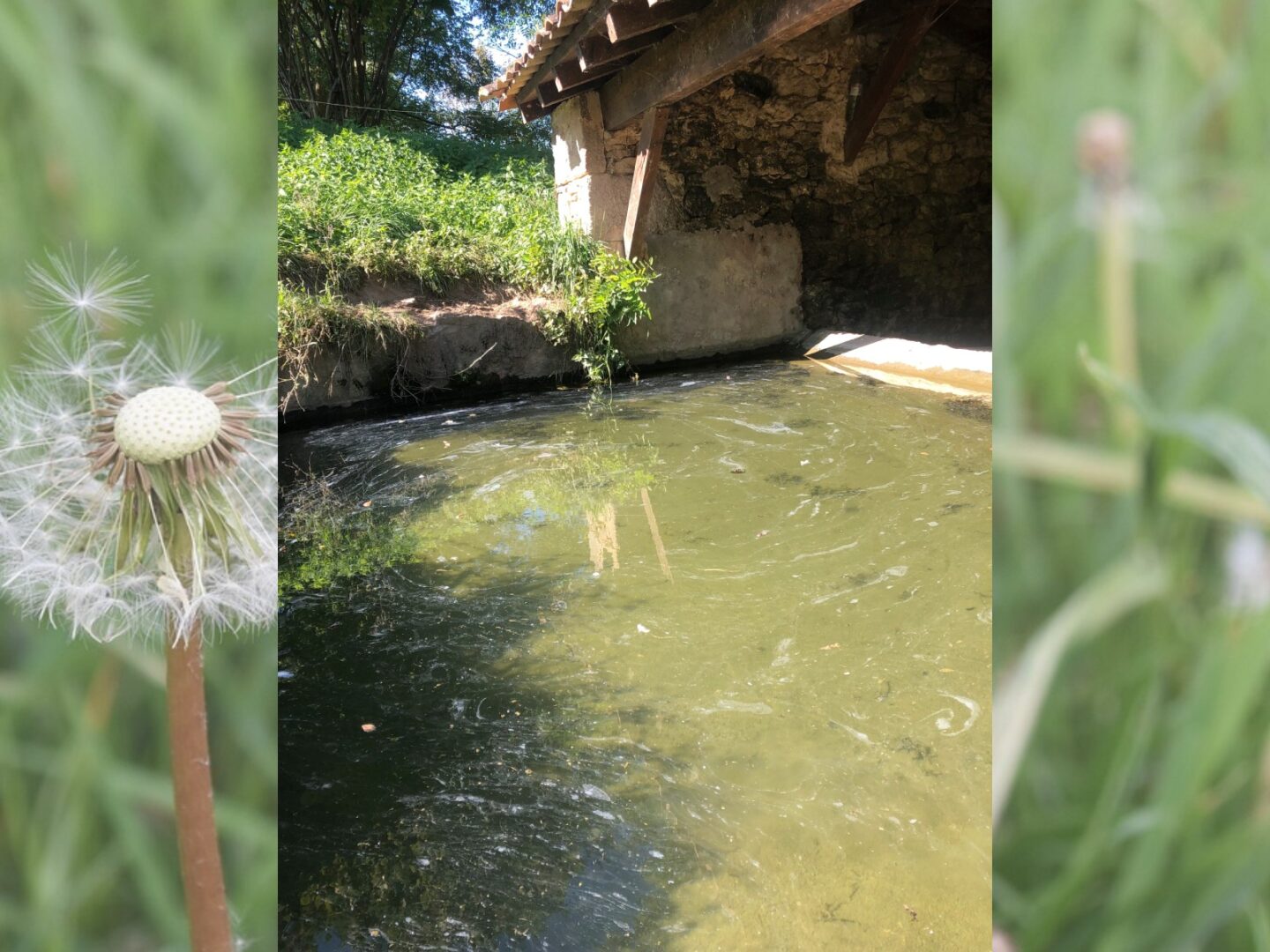 Découverte de la flore dans tous ses états Bagas Moulin de Bagas Bagas
