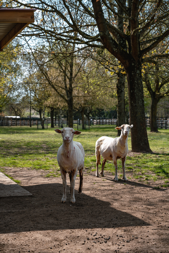 Découverte de la ménagerie Saint-Baudile Parc des 33 hectares - Entrée Rue Camuis Neuilly-sur-Marne