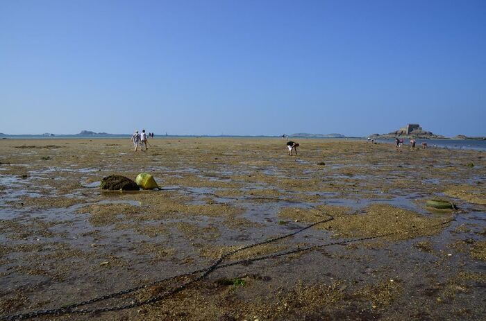 Découverte de la Pêche à pied à Saint-Malo, Saint-Malo, France, Saint-Malo
