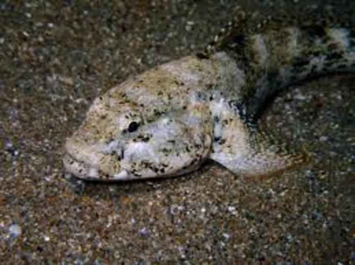 Découverte de la pêche à pied Saint-Malo, Plage de l’Éventail, Saint-Malo