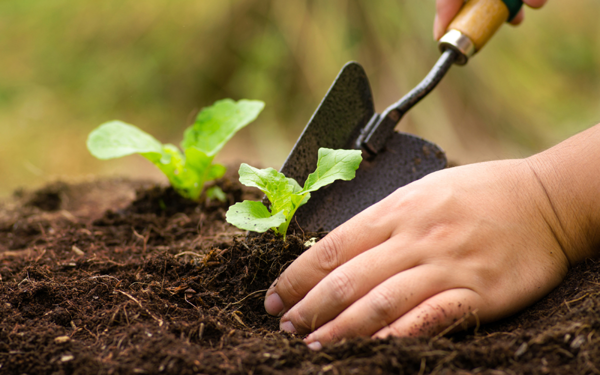 Découverte de la pratique de la rotation des cultures Maison du Jardinage et du Compostage PARIS