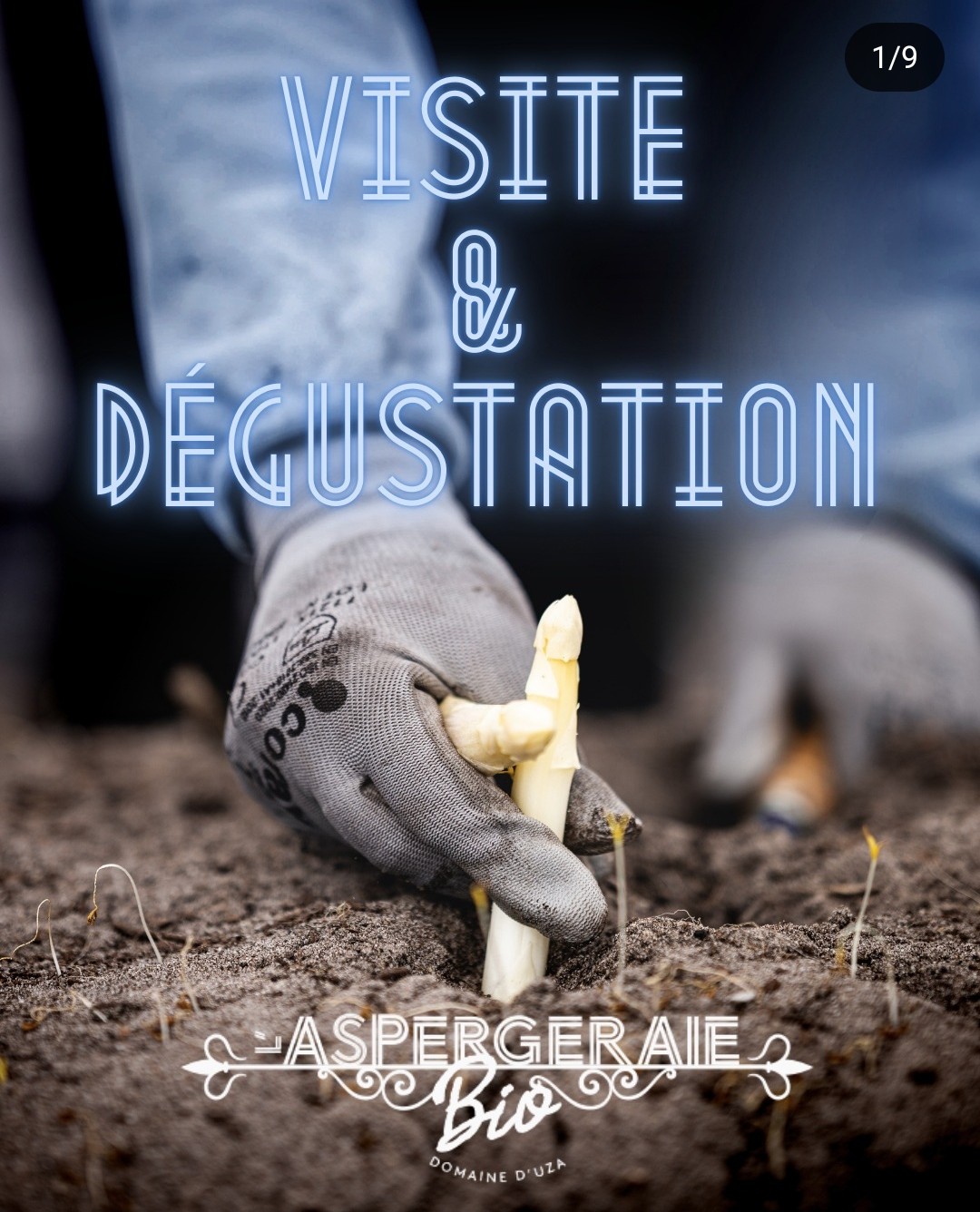 Découverte de l'aspergeraie Aspergeraie d'Uza Uza 2026-05-16