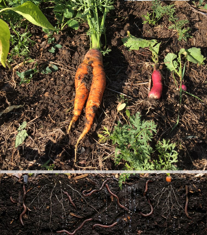 Découverte des auxiliaires du compost et de l’hôtel à insectes, Jardin partagé du Hammelspfad, Barr