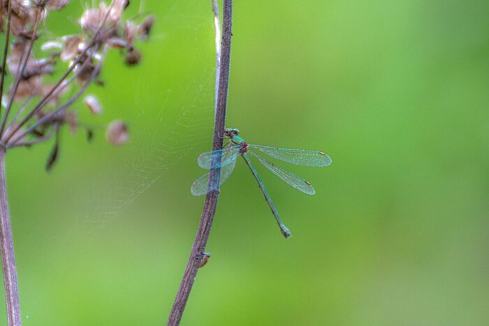 Découverte des libellules, Biosphéra, Cendras
