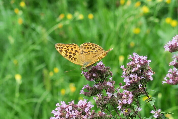 Découverte des plantes du jardin des poètes et de l'îlot des insectes pour le public scolaire Le Jardin des Poètes La Petite-Pierre