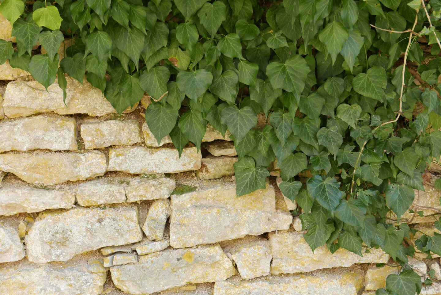 Découverte des tourbières RDV église de Frasne Frasne 2026-09-20