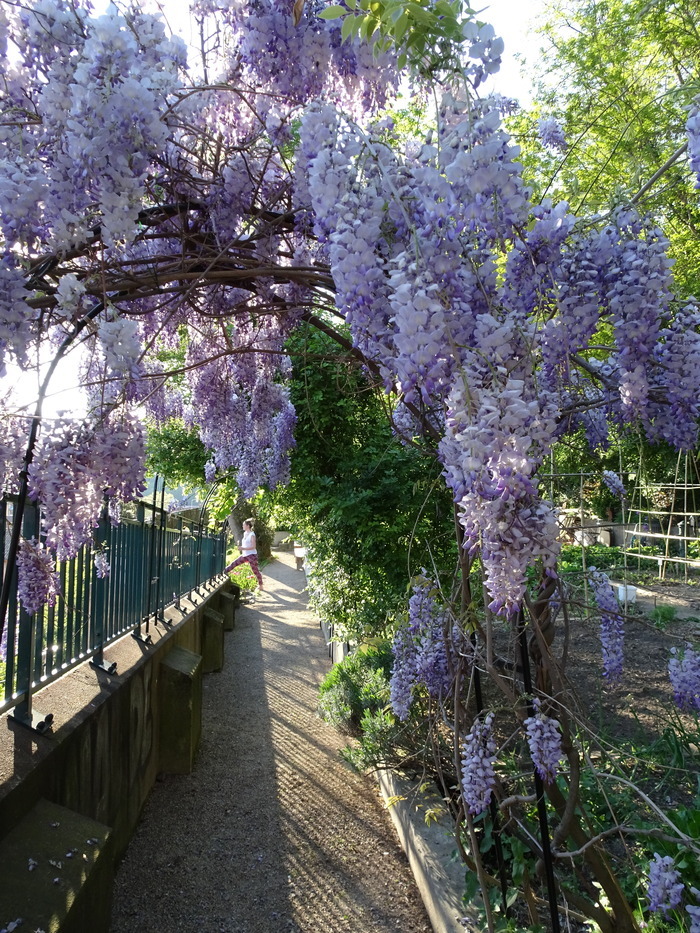 Découverte du jardin de La Muette, un ilot de verdure sur les balmes de La Croix-Rousse, Jardin de la Muette, Lyon
