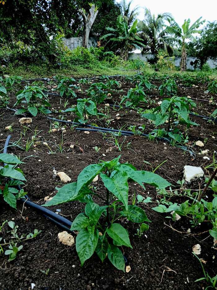 Découverte du jardin et de la ferme de Yanick EXPLOITATION YB Le Gosier