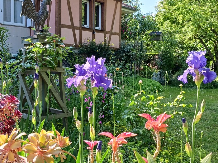 Découverte du jardin « Les Ifs », Jardin « Les Ifs », Châtenois