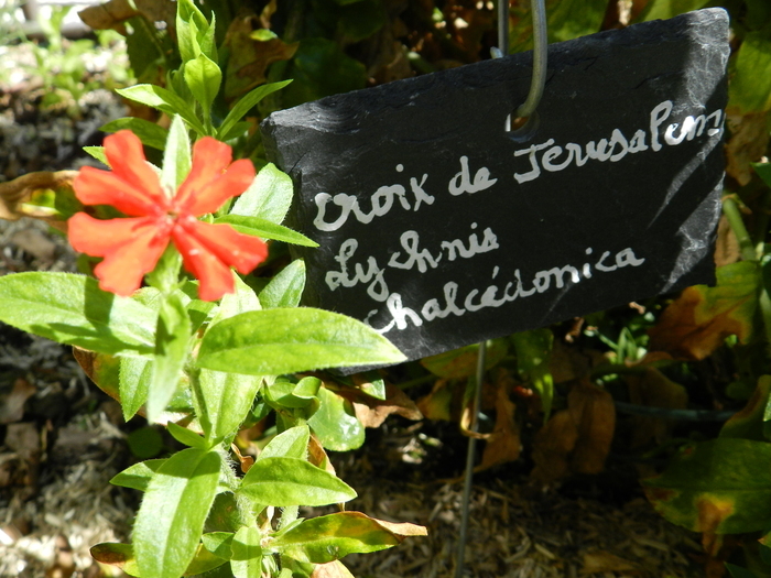 Découverte du Jardin médiéval de la Sagesse Jardin médiéval de la Sagesse Jonzac