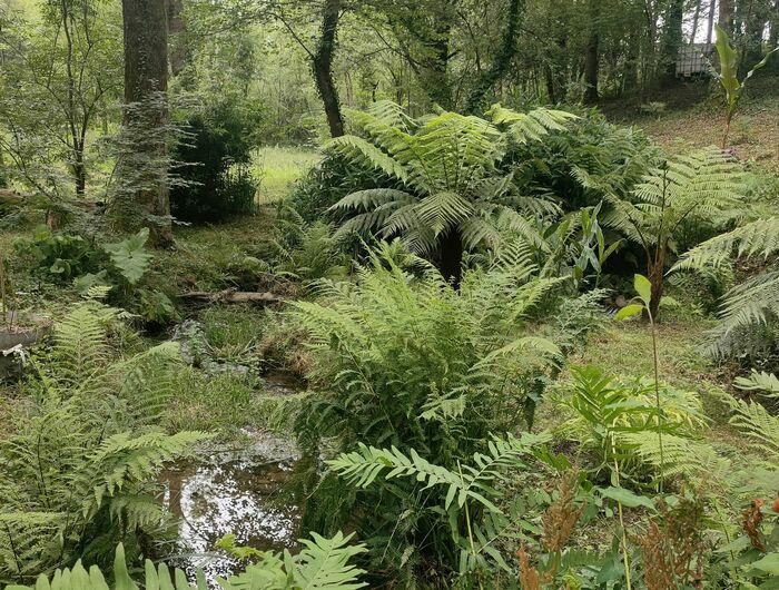 Découverte d'un jardin jungle Jardin d'Ombreau Taron-Sadirac-Viellenave