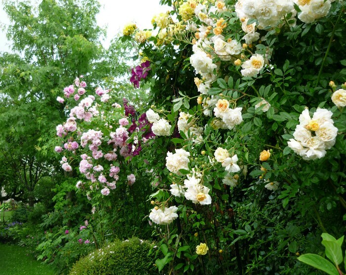 Découverte d'un jardin parfumé Jardin des Tonnelles et des Roses Couzeix