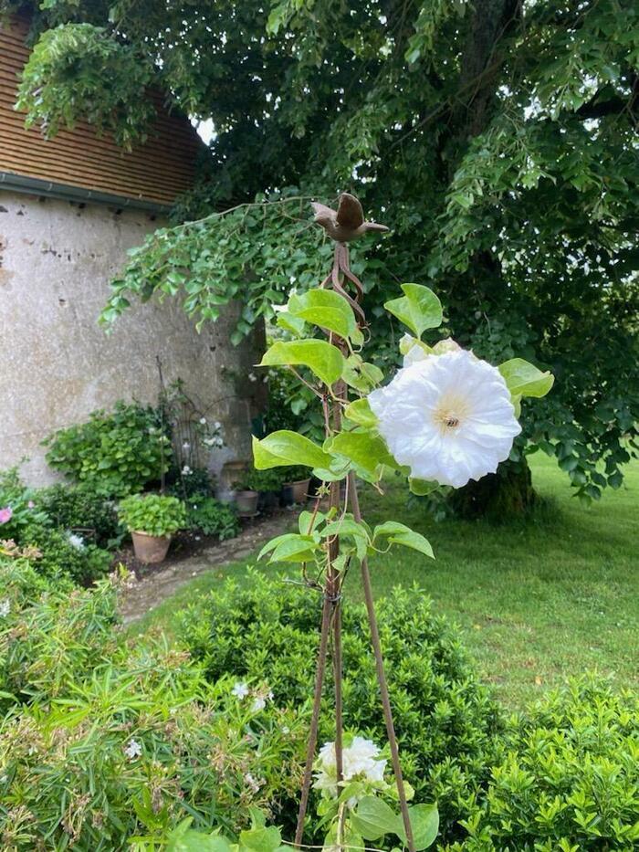 Découverte d&rsquo;un jardin subtil et délicat, Les Jardins de Marta, Adriers