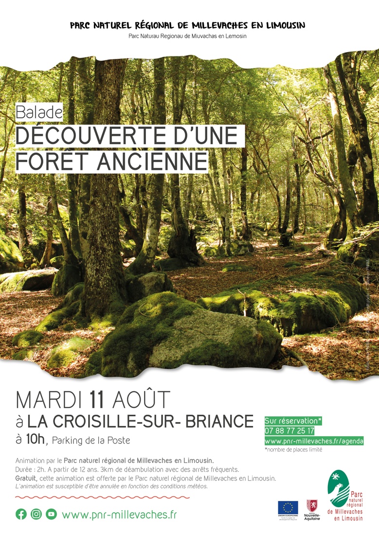 Découverte d'une forêt ancienne Champ de Foire La Croisille-sur-Briance 2026-08-11