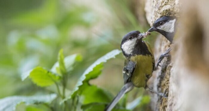 Découverte et observation de la faune, Bibliothèque Elsa Triolet – Pantin, Pantin