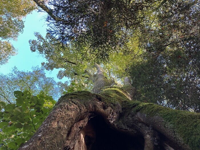 Découverte libre du Parc de la manufacture royale, inscrite au titre des monuments historiques, Parc de la Manufacture royale, La Vôge-les-Bains