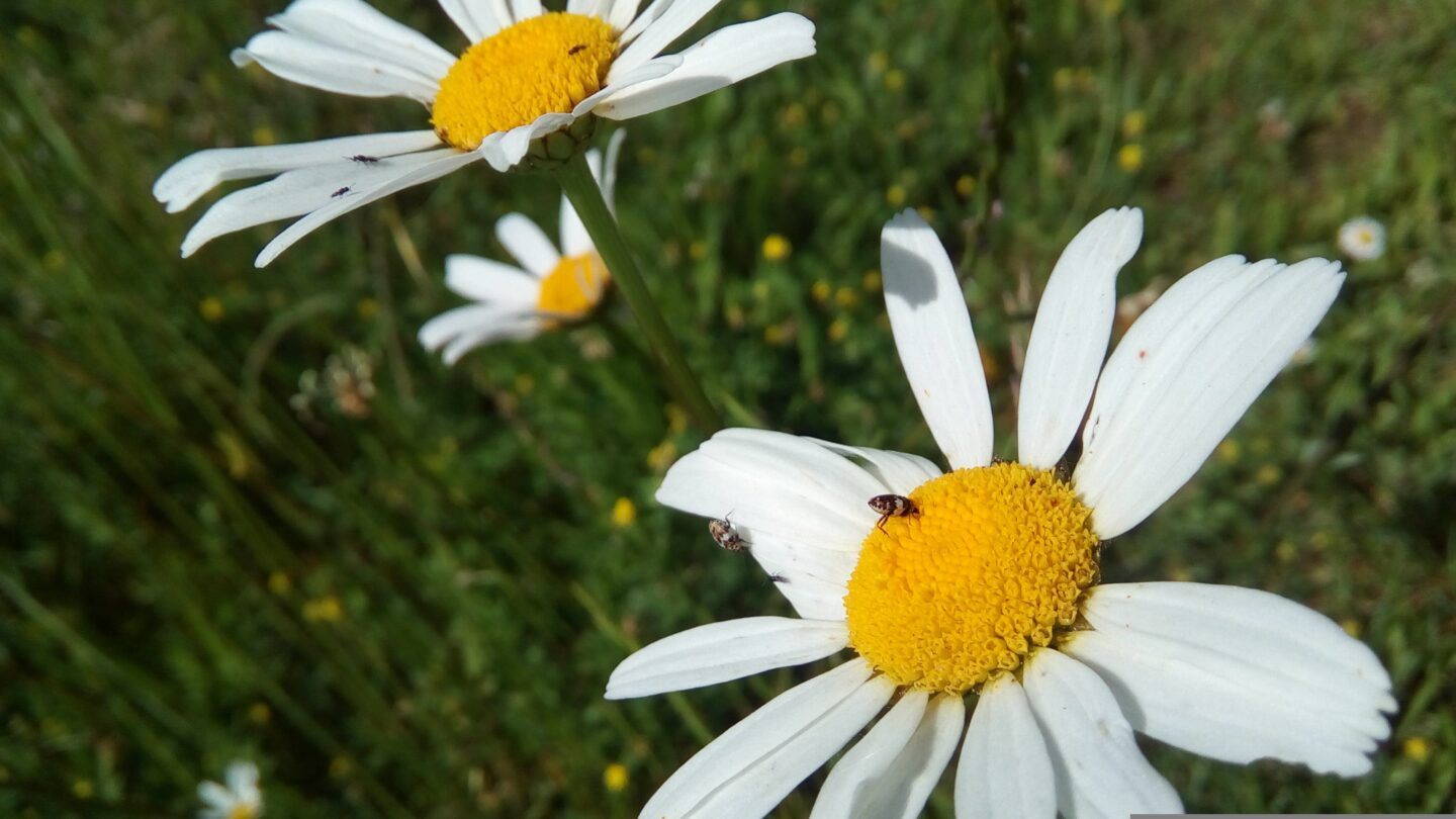 Découverte, récolte, cuisine et dégustation de plantes sauvages.  Saint-Martial-Entraygues