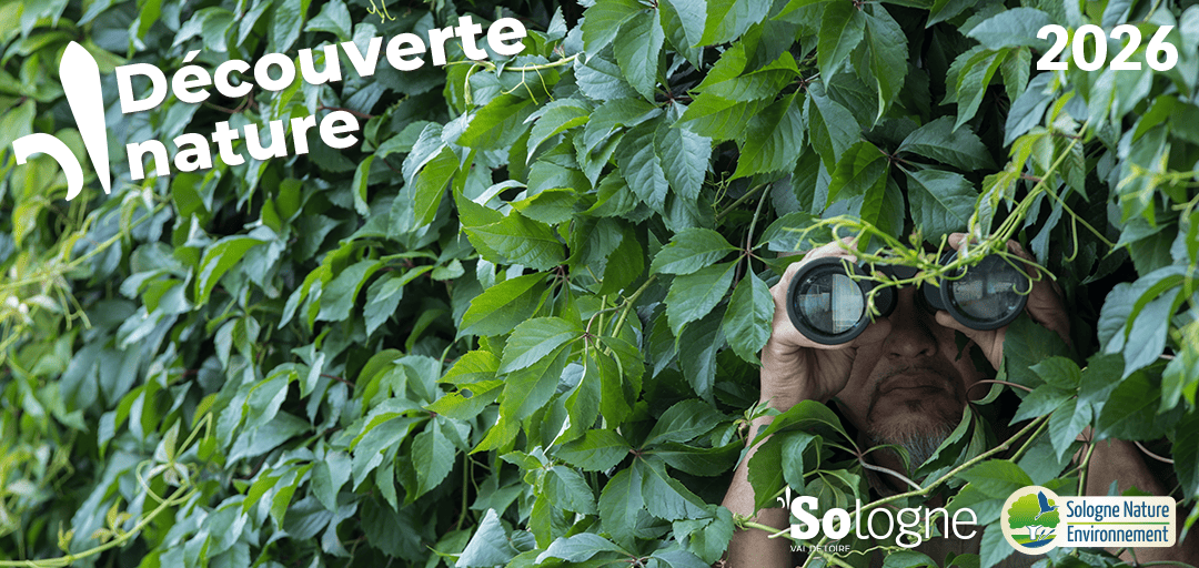 Découvertes Sologne Nature En quête d'affût  La Ferté-Beauharnais 2026-06-19