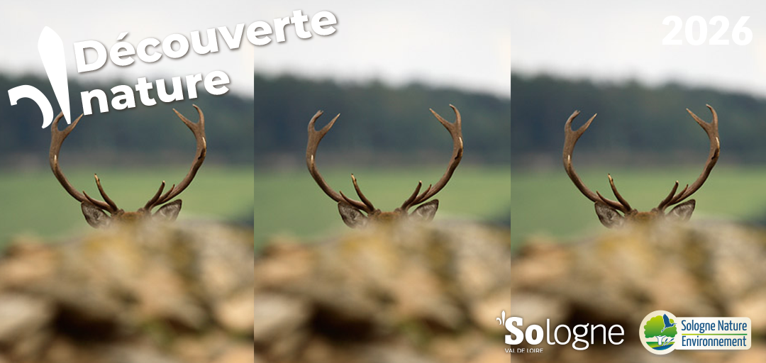 Découvertes Sologne Nature Le brame du Cerf&rsquo;rial lover  Romorantin-Lanthenay