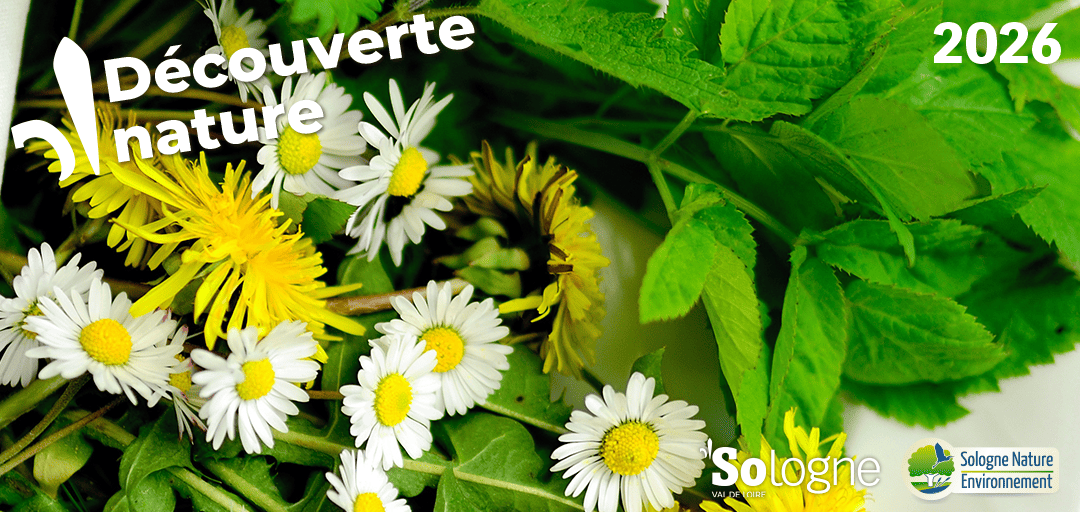 Découvertes Sologne Nature Plantes aux 1001 vertues  Romorantin-Lanthenay