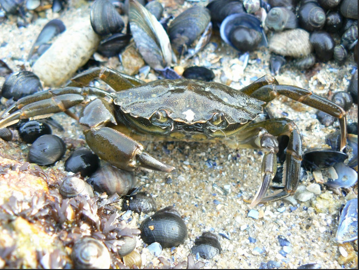 Découvrez la vie à marée basse, Avenue de l’océan et le boulevard des Marsouins, Le pouliguen