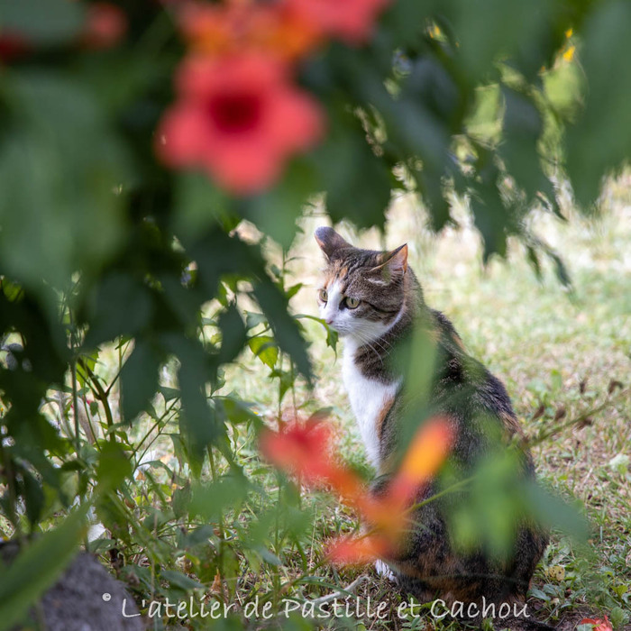 Découvrez un havre de biodiversité, Jardin de Pastille et Cachou, Lapoutroie